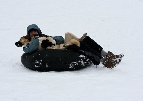 snow-sledding-dog