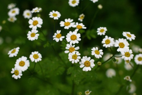 daisy delight daisy delight