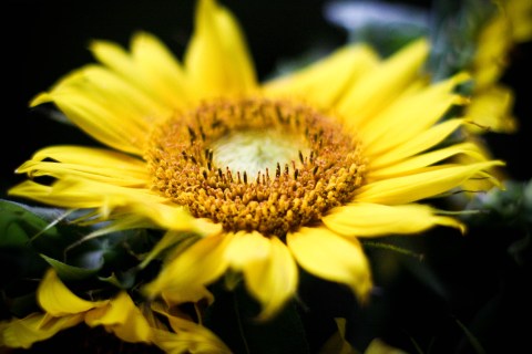 sunflower beauty
