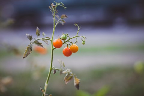 rva salad fest luv-17